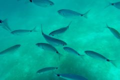 Segelurlaub im Mai/Juni 2026 von Split aus.